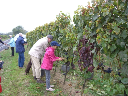 Weinlese in Lutzmannsburg