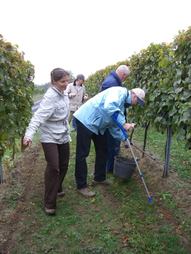 Weinlese in Lutzmannsburg